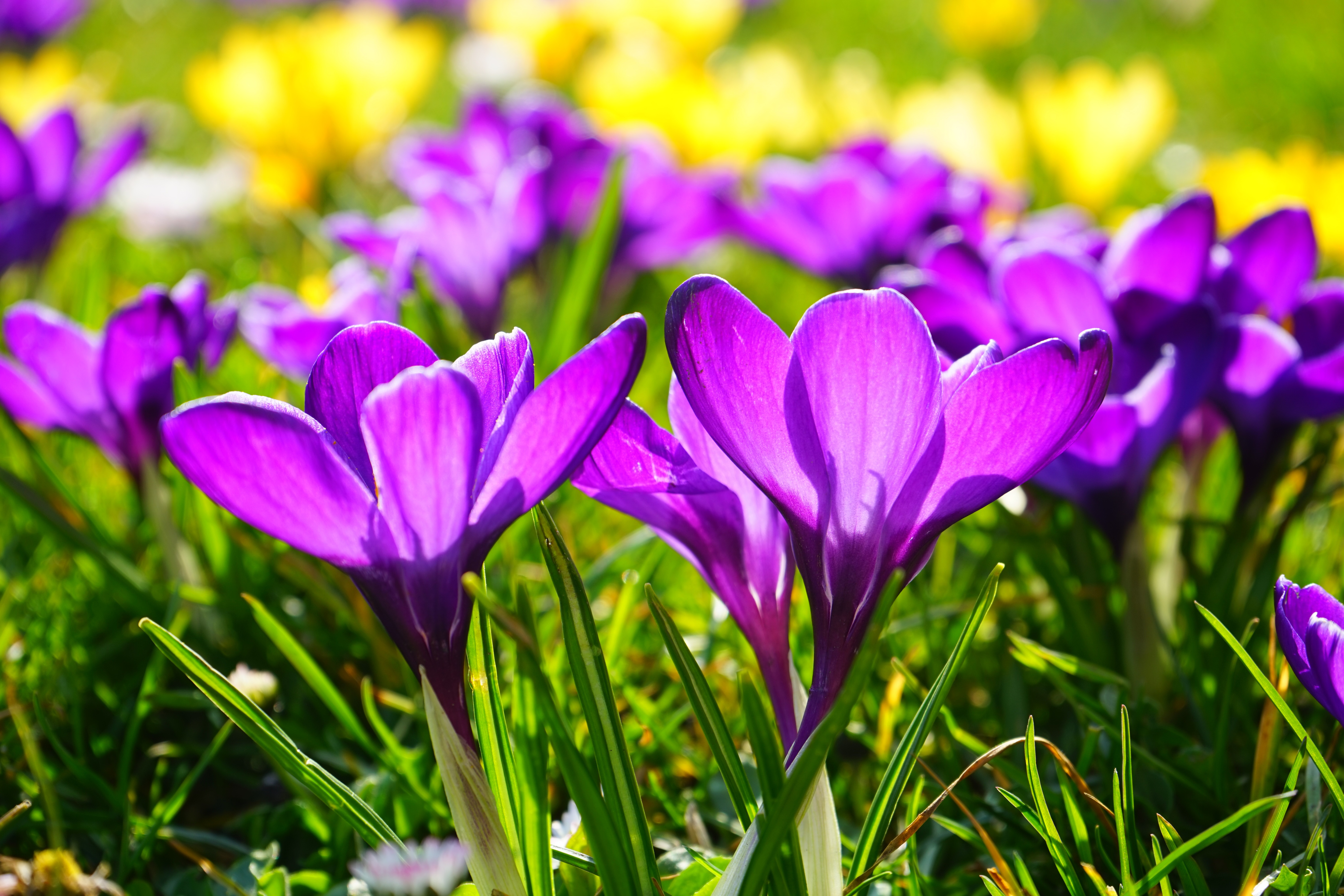 Spring